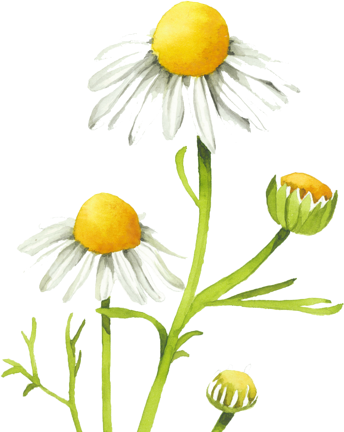 Suroviny